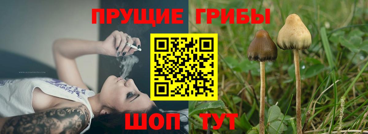 Галлюциногенные грибы Cubensis  Псилоцибиновые грибы Psilocybine cubensis  Зеленодольск  Вход с VPN 